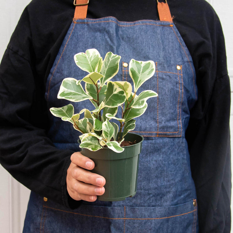 Load image into Gallery viewer, Ficus 'Triangularis Variegated'
