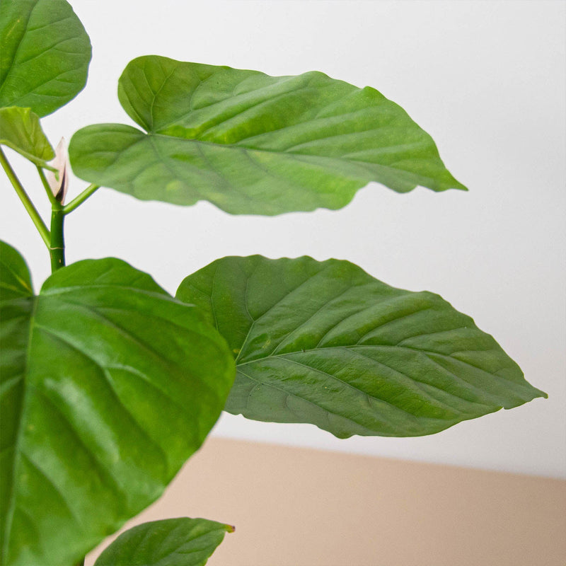 Load image into Gallery viewer, Ficus 'Umbellata'
