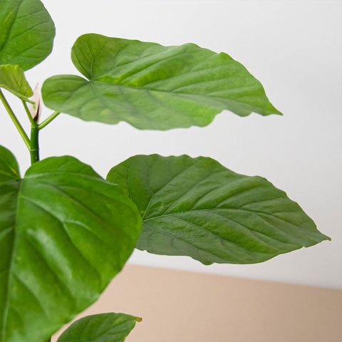 Ficus 'Umbellata', additional product view 2