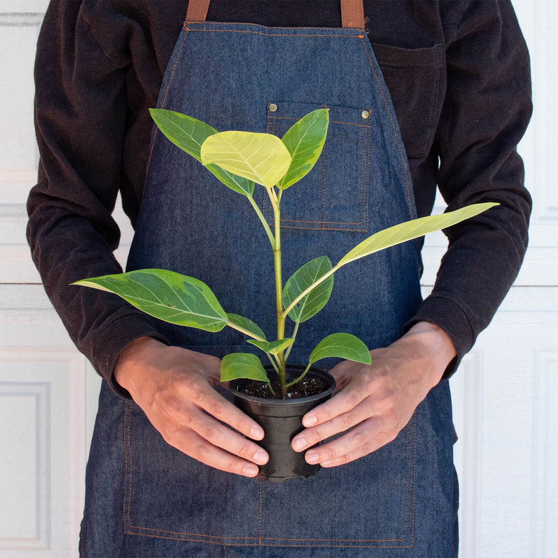 Load image into Gallery viewer, Ficus Altissima 'Yellow Gem'
