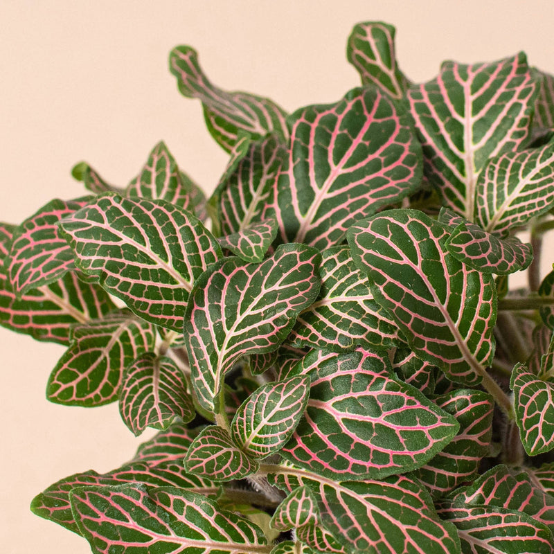 Load image into Gallery viewer, Fittonia 'Pink'
