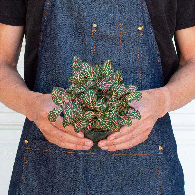 Load image into Gallery viewer, Fittonia 'Pink'

