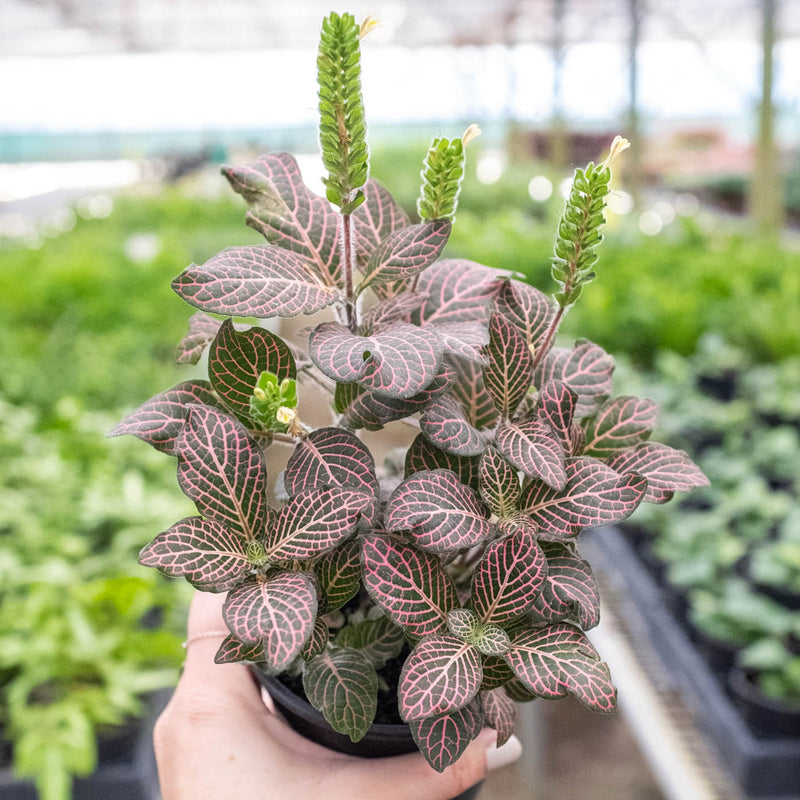 Load image into Gallery viewer, Fittonia 'Pink'
