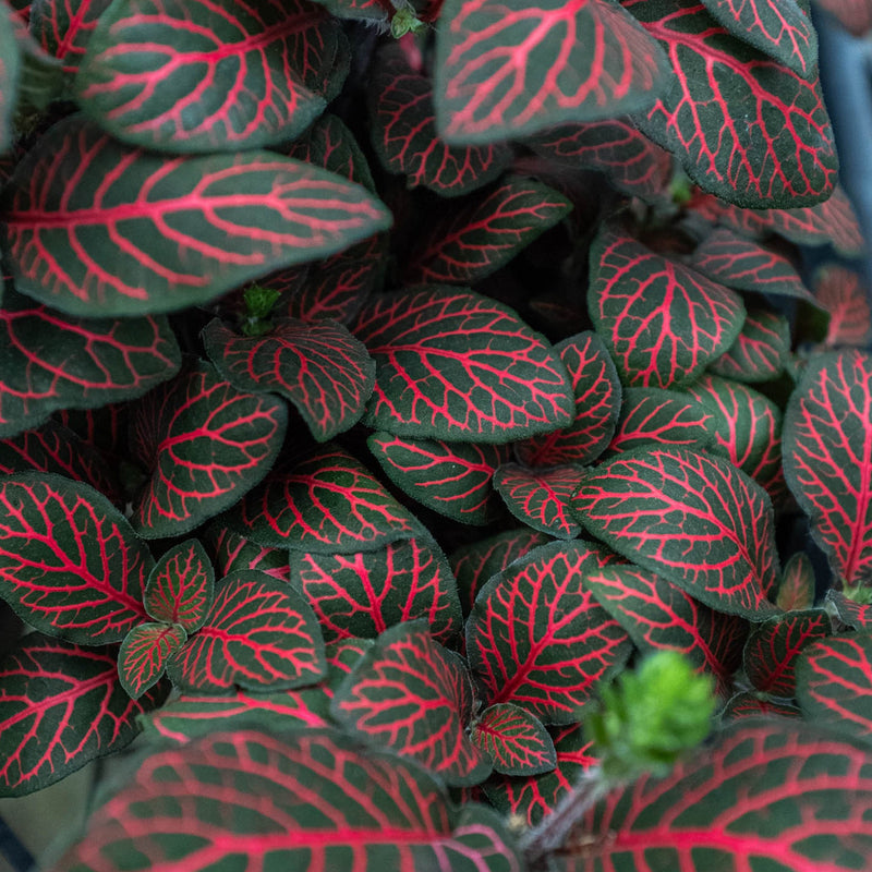 Load image into Gallery viewer, Fittonia 'Red'
