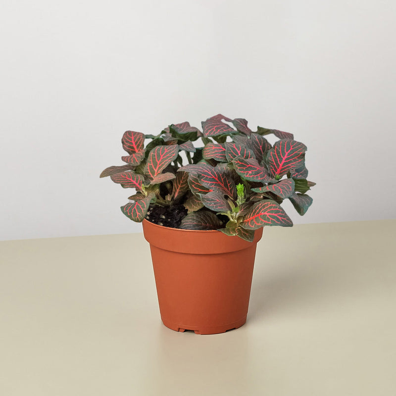 Load image into Gallery viewer, Fittonia 'Red'
