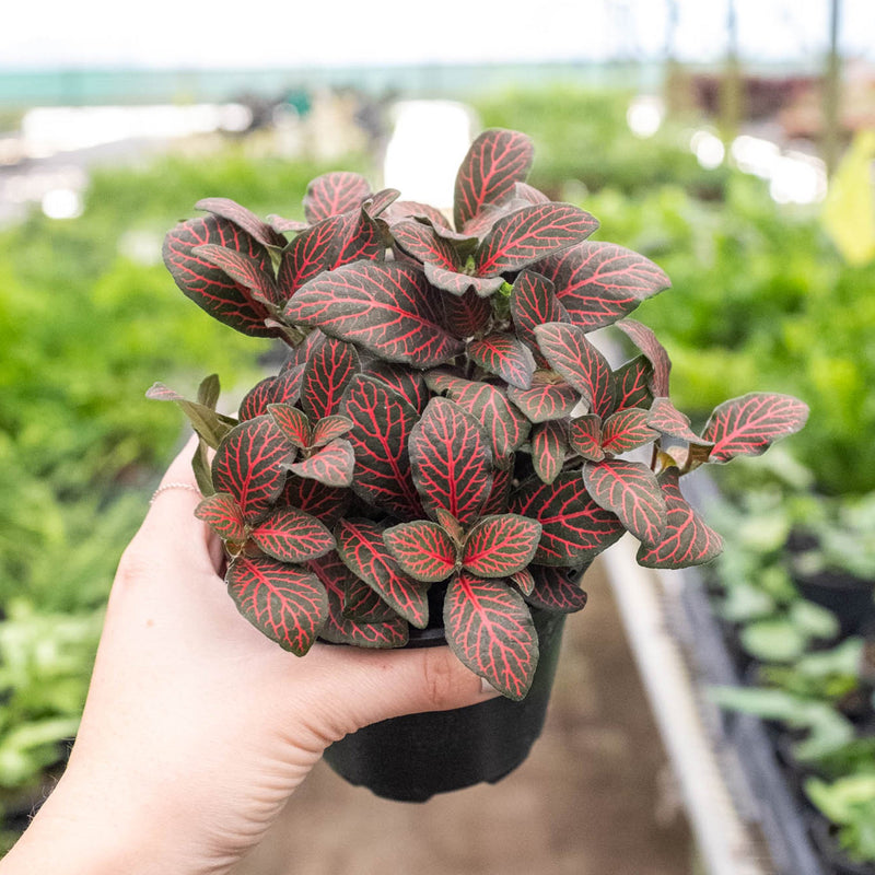Load image into Gallery viewer, Fittonia 'Red'
