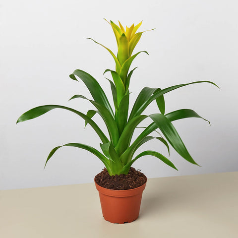 Bromeliad Guzmania Yellow, 4-inch pot