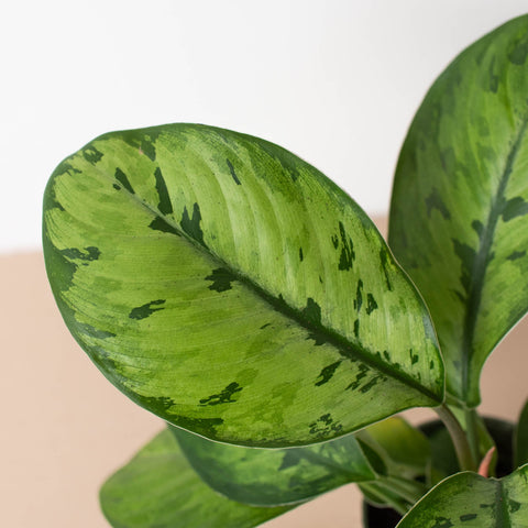 Homalomena 'Selby', additional product view 2
