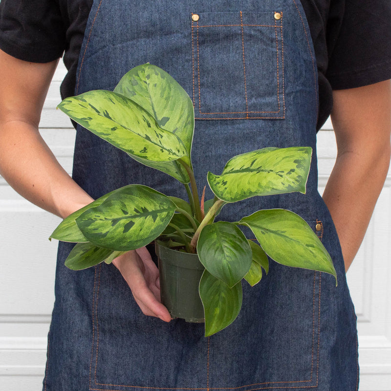 Load image into Gallery viewer, Homalomena 'Selby'
