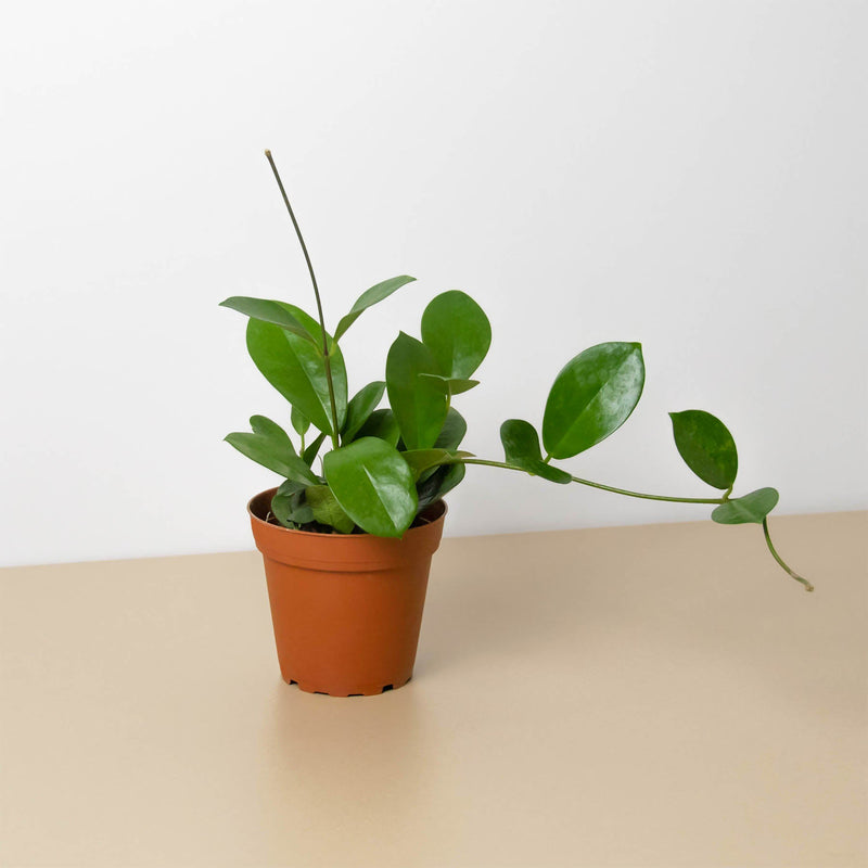 Load image into Gallery viewer, Hoya 'Australis'
