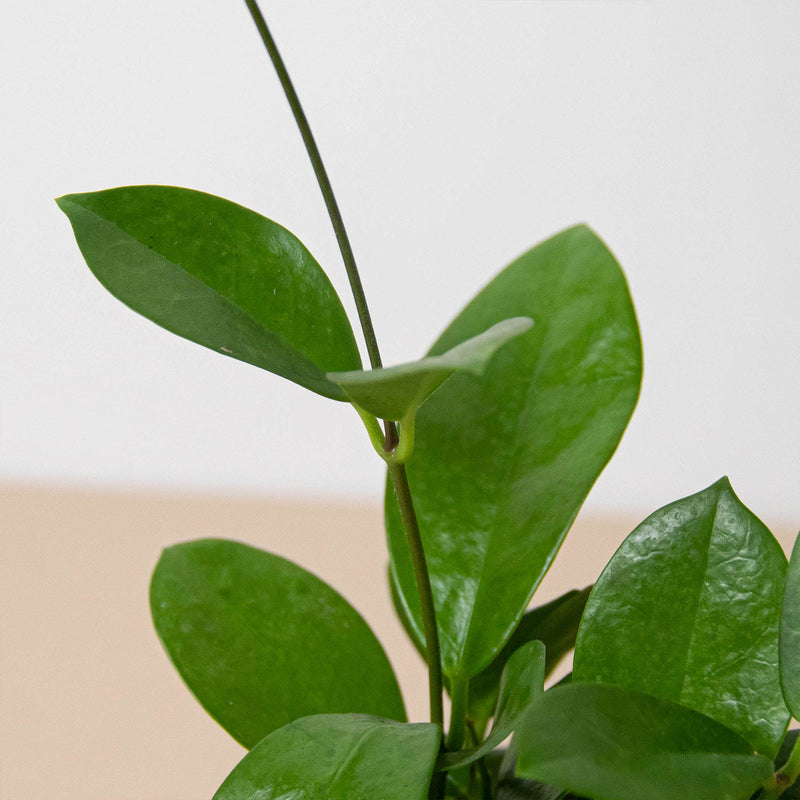 Load image into Gallery viewer, Hoya 'Australis'
