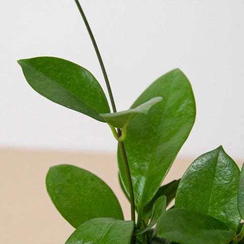Hoya 'Australis', additional product view 2