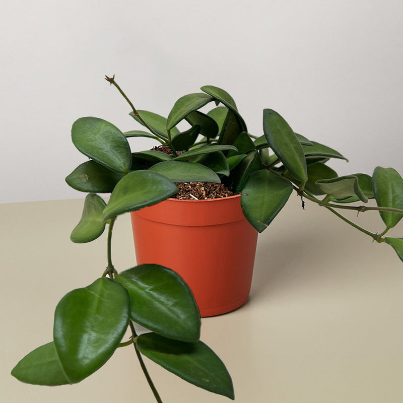 Load image into Gallery viewer, Hoya 'Burtoniae'
