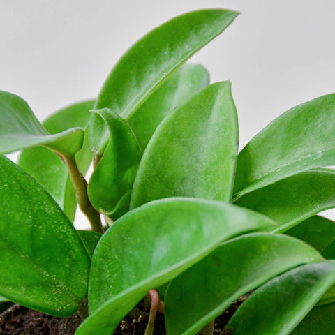 Hoya Carnosa, additional product view 2