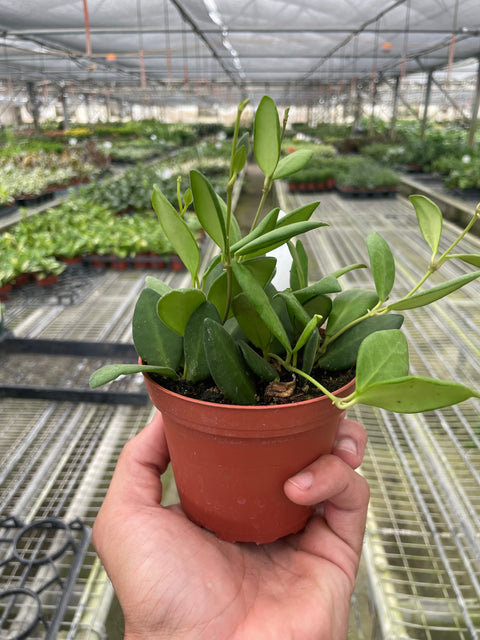 Hoya Chouke, additional product view 2