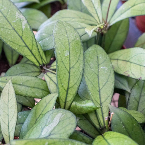 Hoya 'Crassipetiolata', additional product view 2