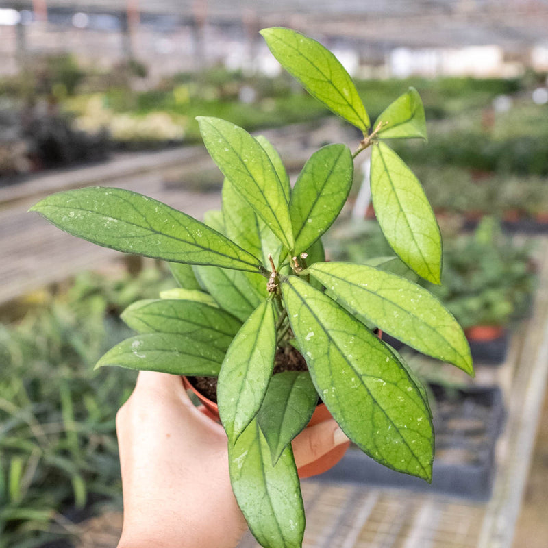 Load image into Gallery viewer, Hoya 'Crassipetiolata'
