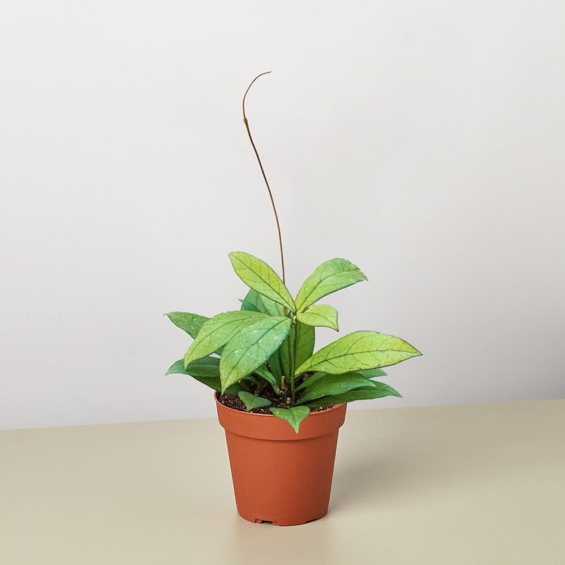 Load image into Gallery viewer, Hoya 'Crassipetiolata'
