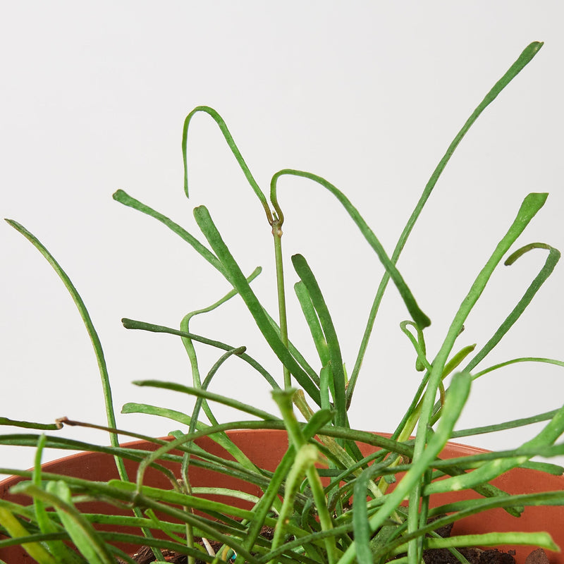 Load image into Gallery viewer, Hoya 'Grass Leafed' - 4" Pot
