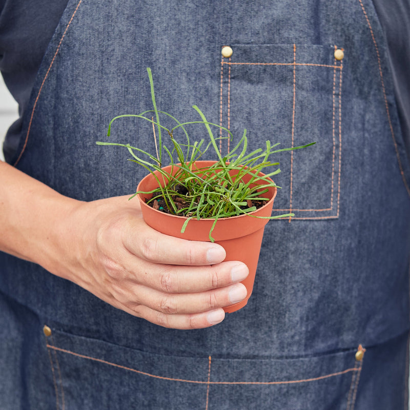 Load image into Gallery viewer, Hoya 'Grass Leafed' - 4" Pot
