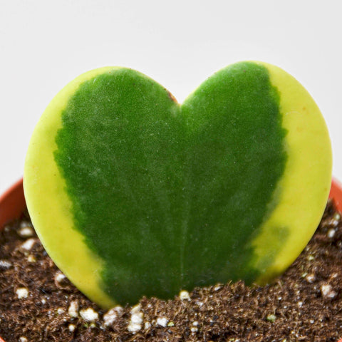 Hoya 'Sweetheart Variegated', additional product view 2