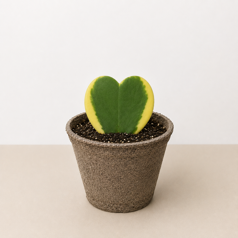 Load image into Gallery viewer, Hoya 'Sweetheart Variegated'
