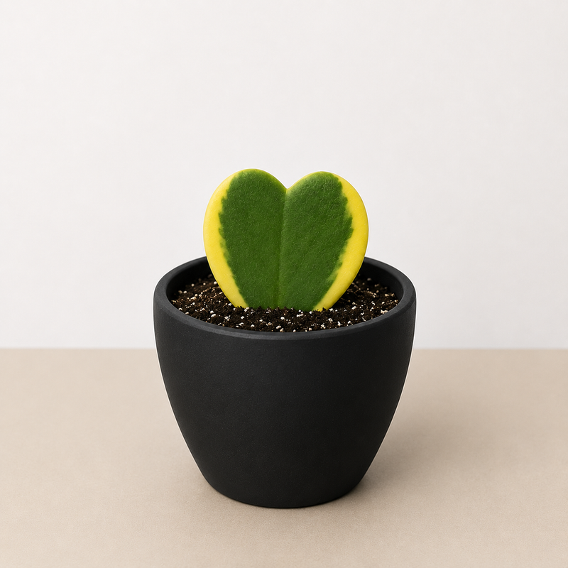 Load image into Gallery viewer, Hoya 'Sweetheart Variegated'
