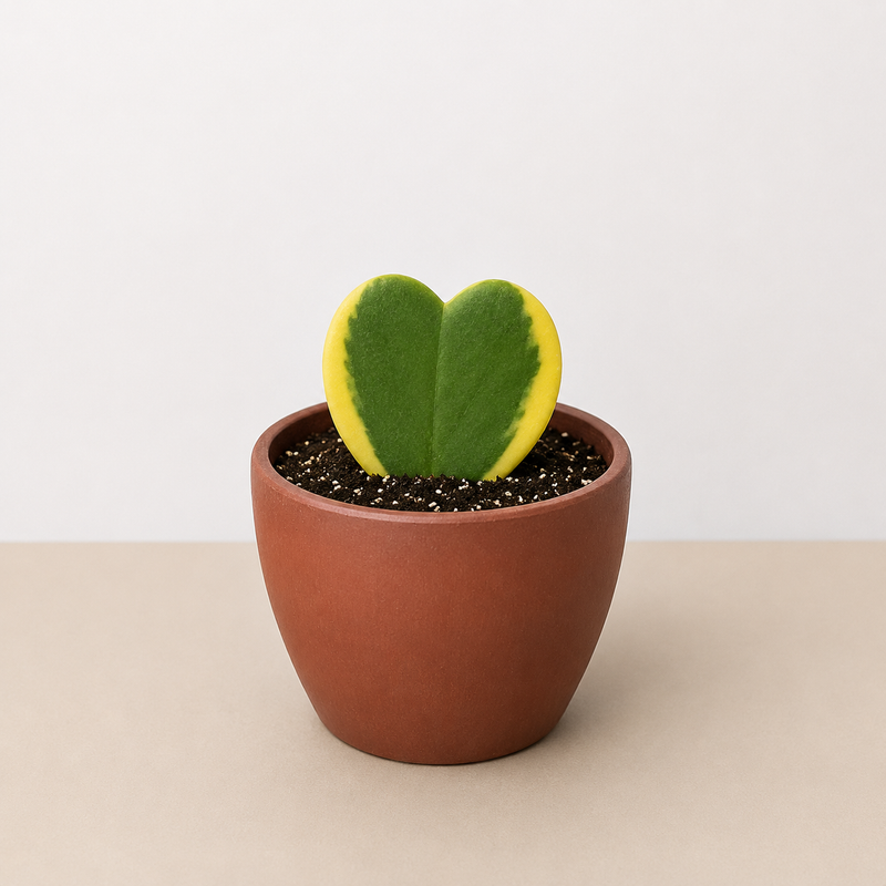 Load image into Gallery viewer, Hoya 'Sweetheart Variegated'
