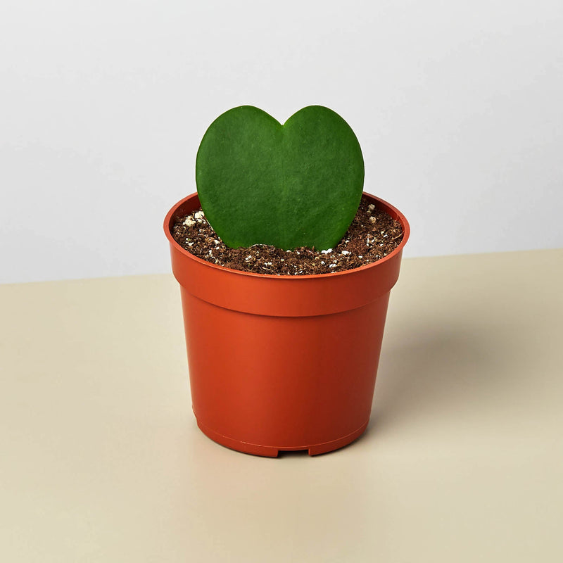 Load image into Gallery viewer, Hoya 'Sweetheart'
