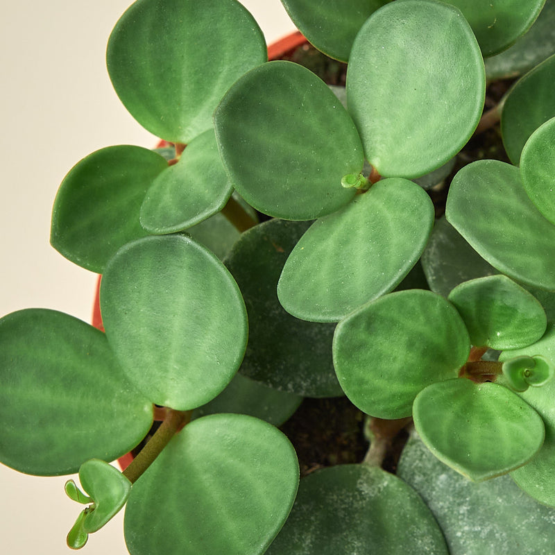 Load image into Gallery viewer, Peperomia 'Hope'
