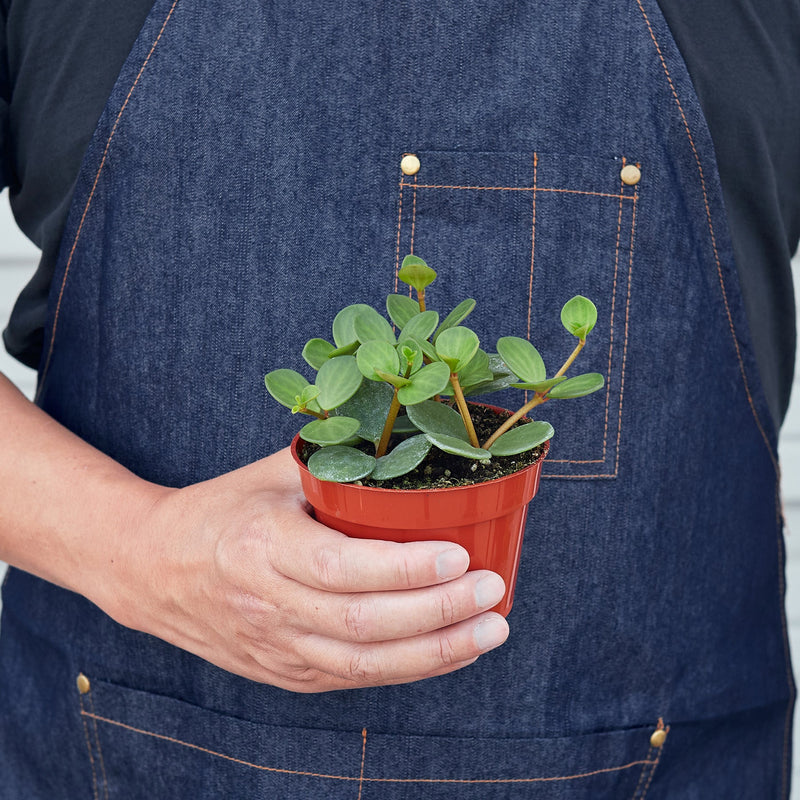 Load image into Gallery viewer, Peperomia 'Hope'
