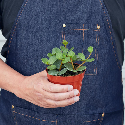 Peperomia 'Hope', additional product view 2