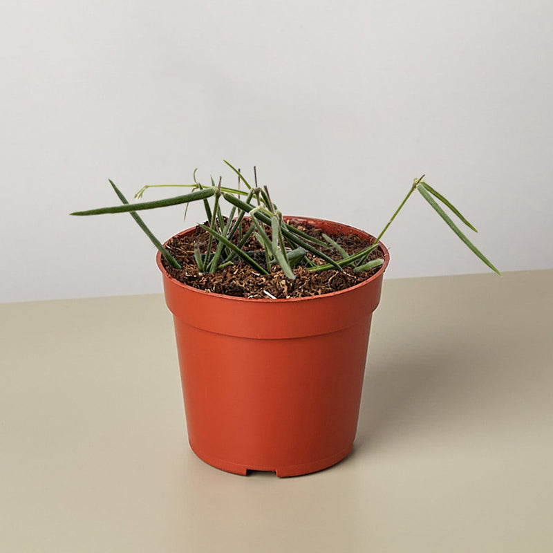 Load image into Gallery viewer, Hoya Insularis
