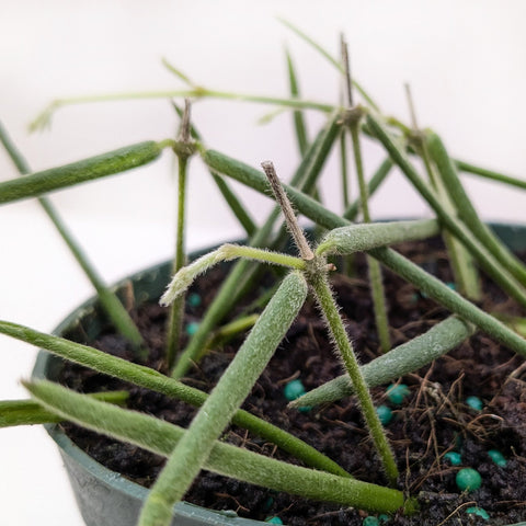 Hoya Insularis, additional product view 2