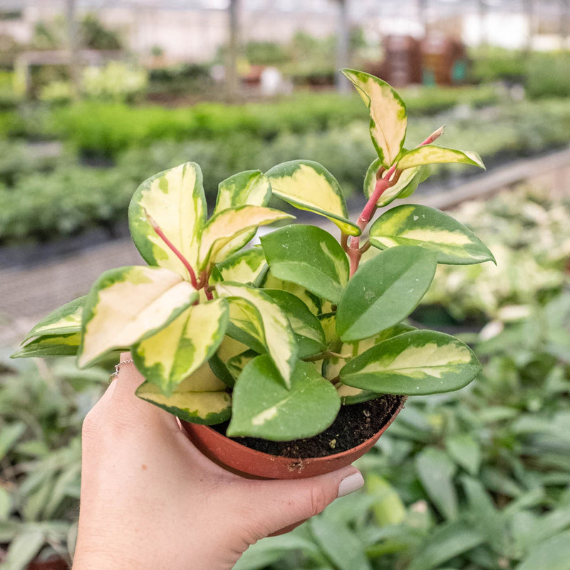 Load image into Gallery viewer, Hoya Carnosa 'Krimson Princess'
