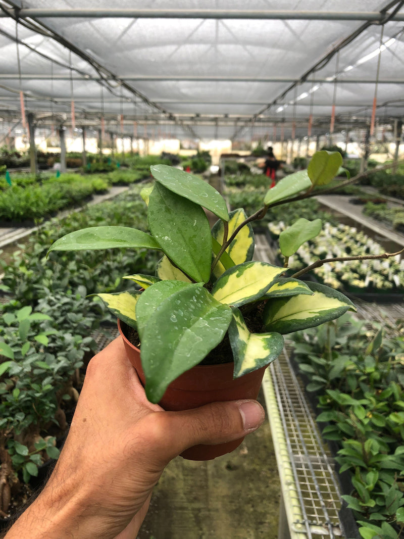Load image into Gallery viewer, Hoya Carnosa 'Krimson Princess'
