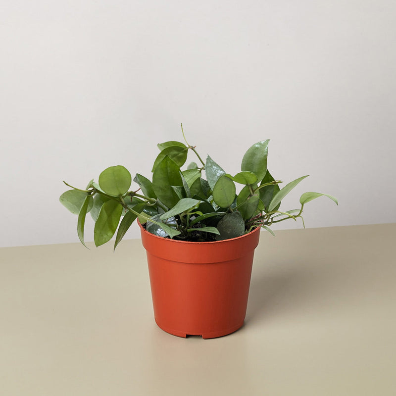 Load image into Gallery viewer, Hoya Krohniana Super Silver
