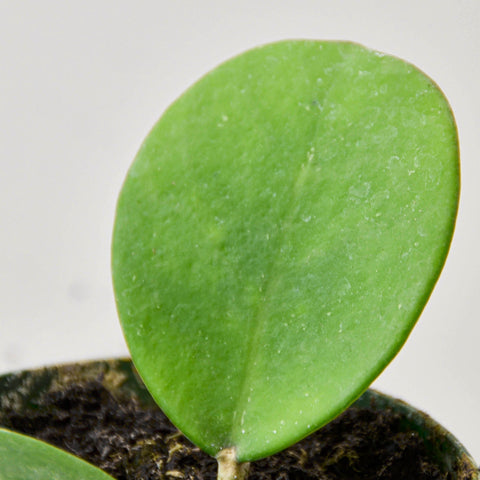Hoya Obovata, additional product view 2
