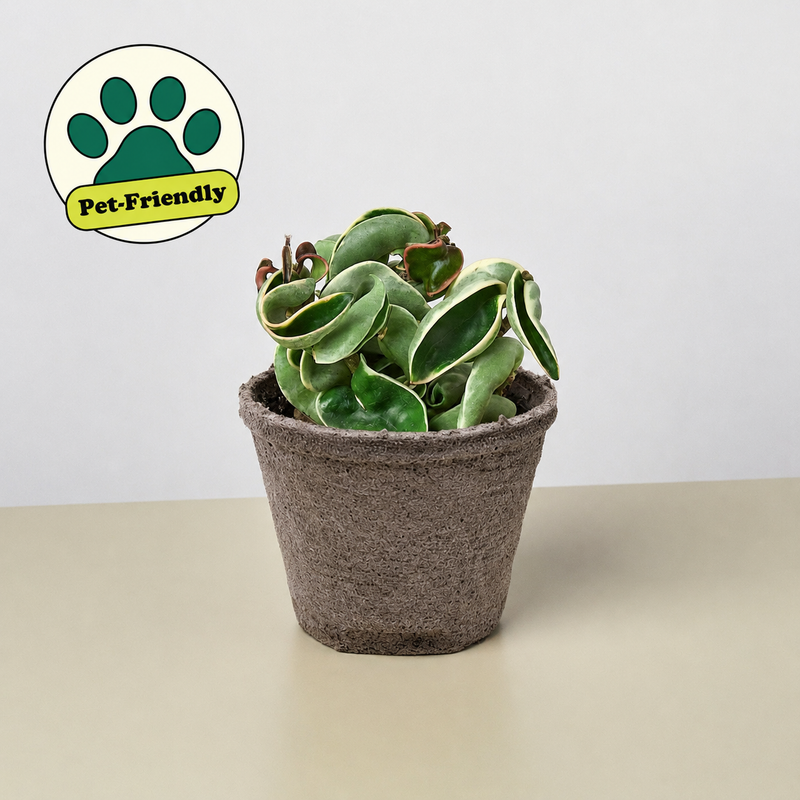 Load image into Gallery viewer, Hoya 'Rope Plant' Variegated

