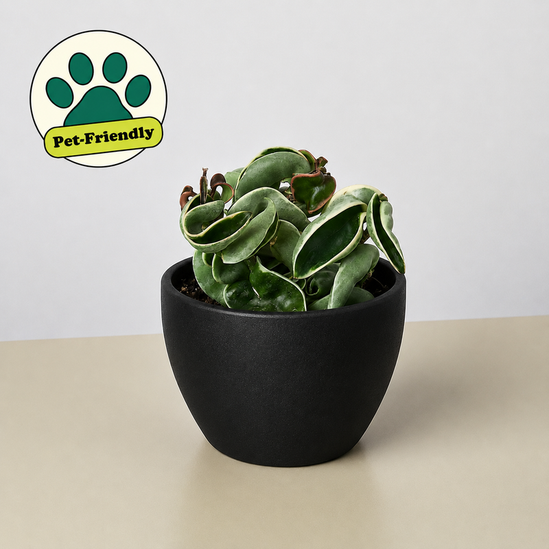 Load image into Gallery viewer, Hoya 'Rope Plant' Variegated
