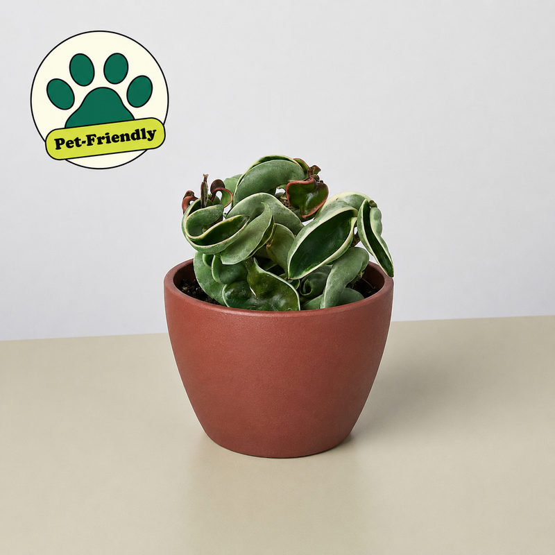 Load image into Gallery viewer, Hoya 'Rope Plant' Variegated
