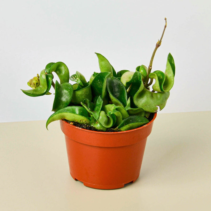 Load image into Gallery viewer, Hoya Rope Plant
