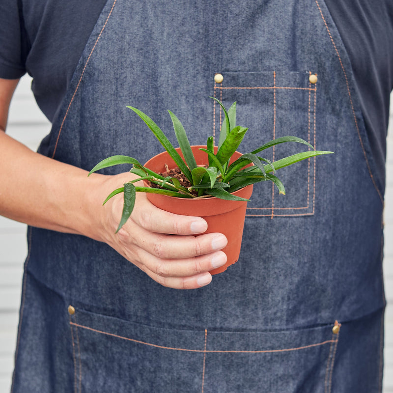 Load image into Gallery viewer, Hoya 'String Bean' - 4" Pot
