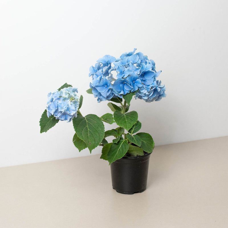 Load image into Gallery viewer, Blue Hydrangea
