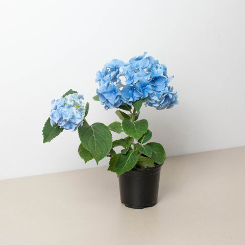 Blue hydrangea