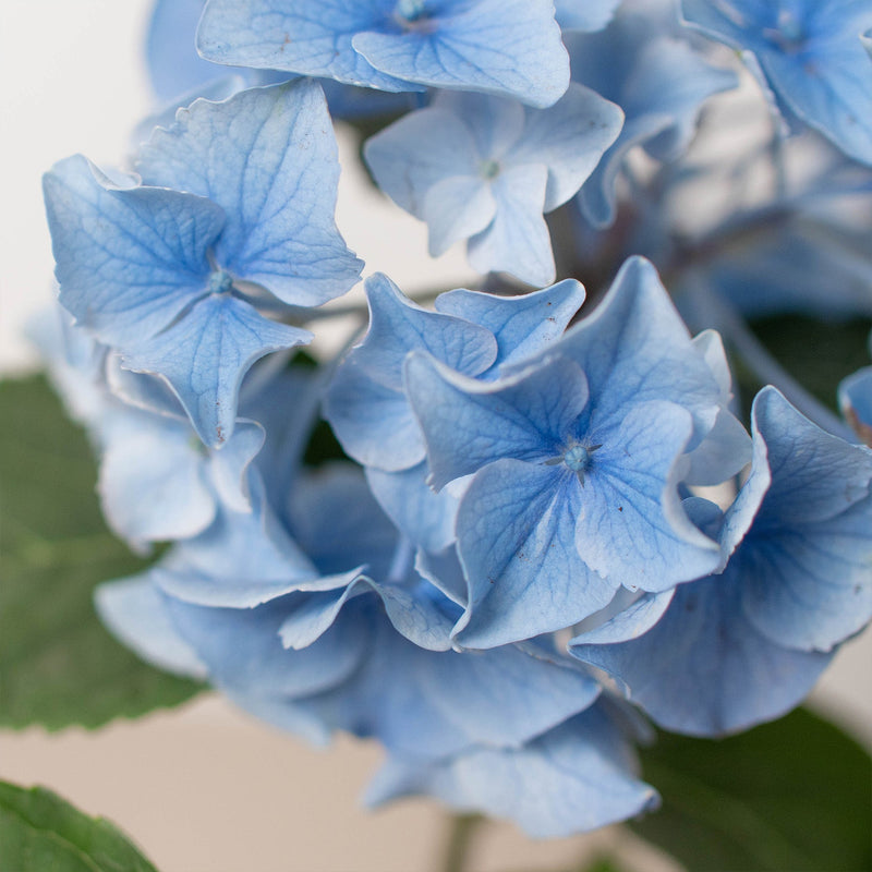 Load image into Gallery viewer, Blue Hydrangea
