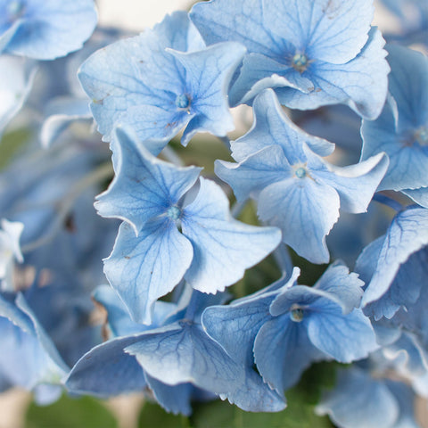 Blue Hydrangea, additional product view 2