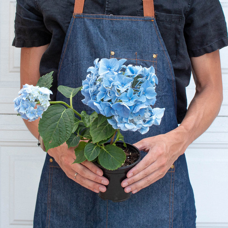Load image into Gallery viewer, Blue Hydrangea

