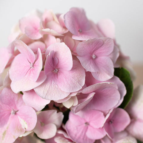 Pink Hydrangea, additional product view 2