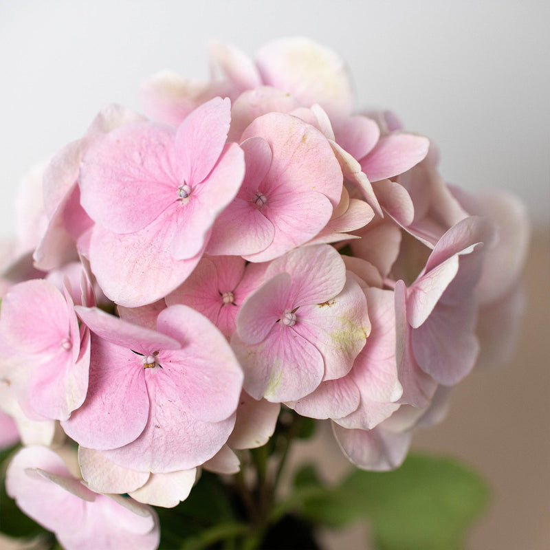 Load image into Gallery viewer, Pink Hydrangea
